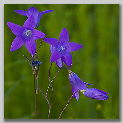 Spreading Bellflower; Ängsklocka; Lathyrus pratensis