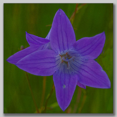 Spreading Bellflower; Ängsklocka; Lathyrus pratensis