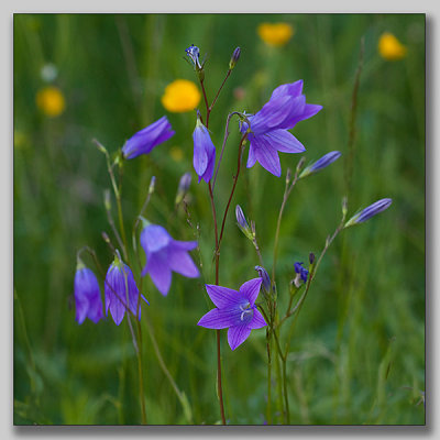 Spreading Bellflower; Ängsklocka; Lathyrus pratensis