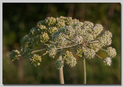 Wild Angelica, Strtta, Angelica archangelica