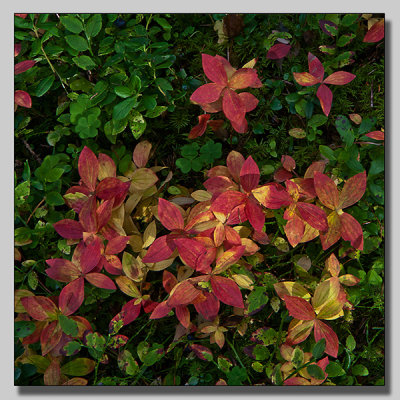 Dwarf cornell; Hnsbr; Cornus suecica