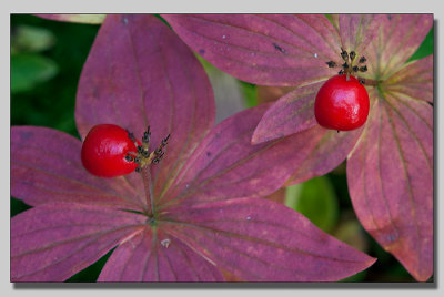 Dwarf cornell; Hnsbr; Cornus suecica