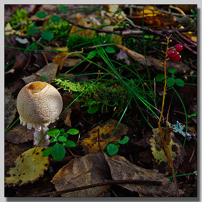 Royal fly agaric, Brun flugsvamp; Amanita regalis