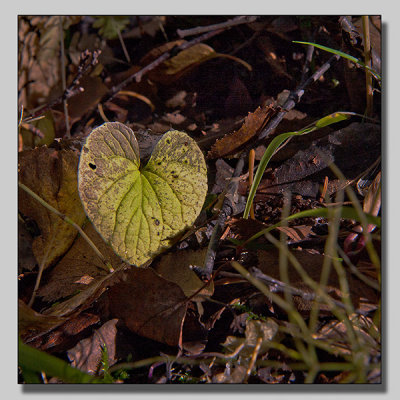 May lilly; Ekorrbr; Maianthemum bifolium