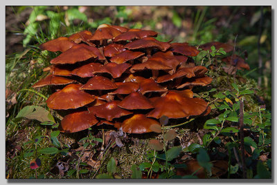 Honungsskivling;; Armillaria borealis