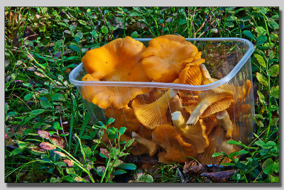 Chanterelle; Gul kantarell; Cantharellus cibarius