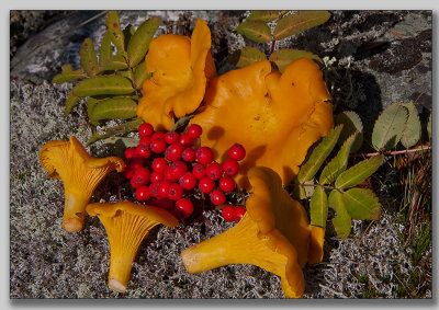 Chanterelle; Gul kantarell; Cantharellus cibarius