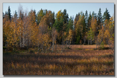 Shadows on the bog