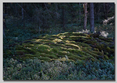 Forgotten logs
