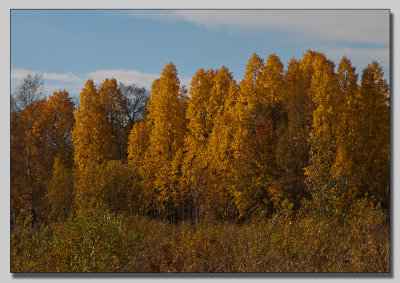 Golden aspen