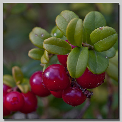 Cowberry; Lingon; Vaccinium vitis-idaea
