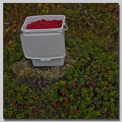 Cowberry; Lingon; Vaccinium vitis-idaea