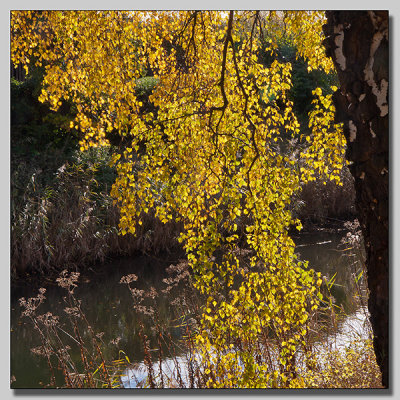 Birch at the moat.jpg