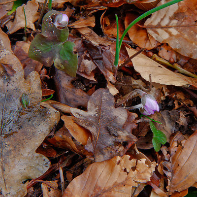 Liverleaf, Blåsippa, Hepatica nobilis