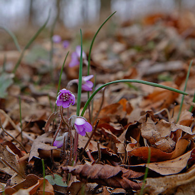 Liverleaf, Blåsippa, Hepatica nobilis