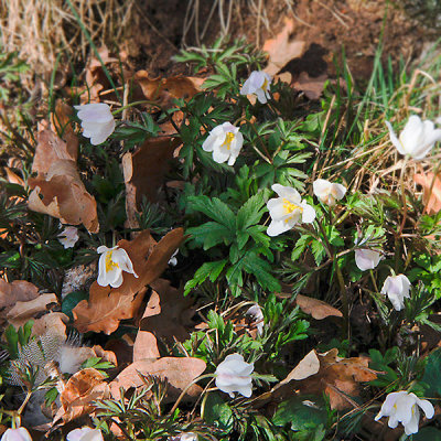 Wood Anemone; Vitsippa; Anemone nemorosa