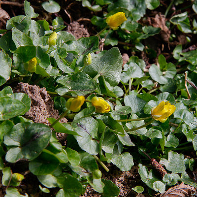 Lesser Celandine, Svalört, Ranunculus ficaria