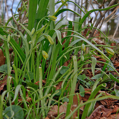 Yellow Star-of-Bethlehem; Vårlök; Gagea lutea