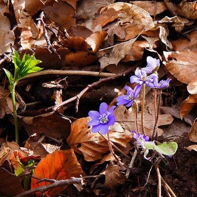 Liverleaf, Blåsippa, Hepatica nobilis