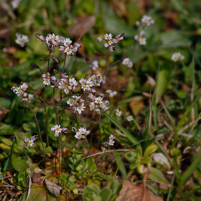 Common Whitlow gras, Nagelört; Erophila verna