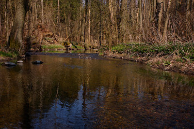 Tjute creek