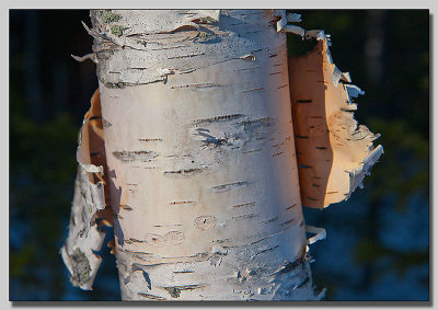 Bark of Birch