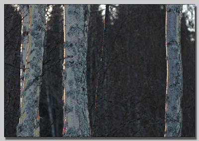 Birch