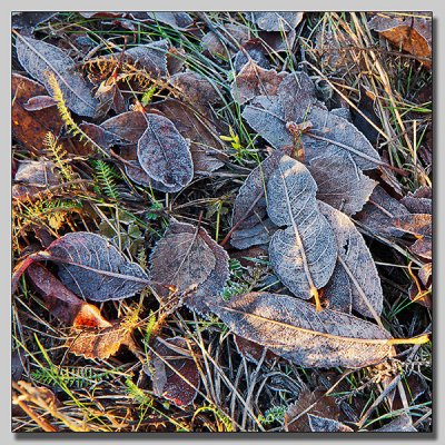 Salix with frost