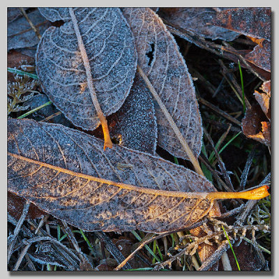 Salix with frost