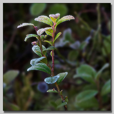 Frosted lingonberry