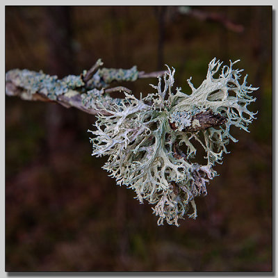 Lichen