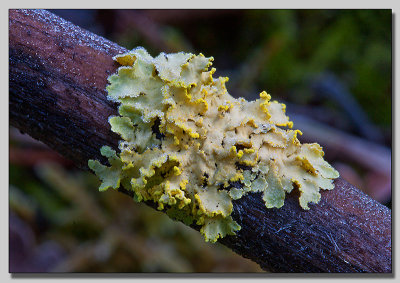 Lichen