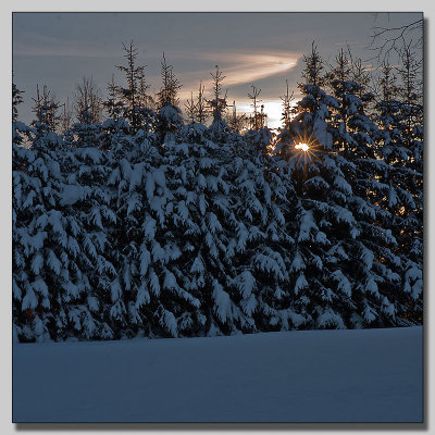 Hiding behind firs
