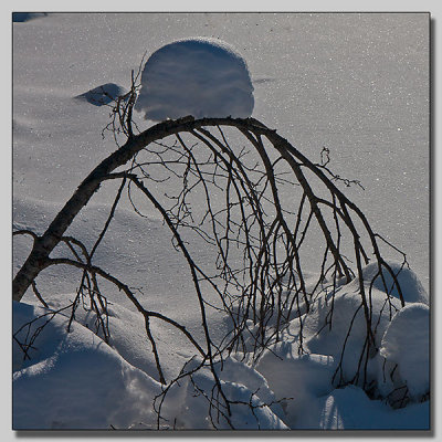 Nature made sculpture