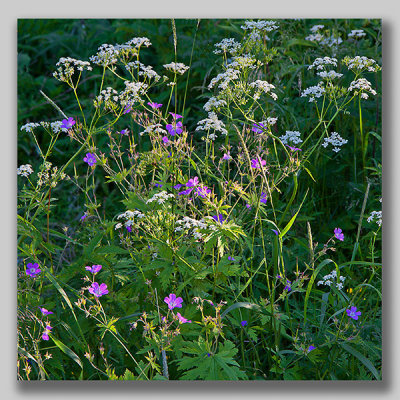 Cow parsely; Hunkäx; Anthriscus sylvestris