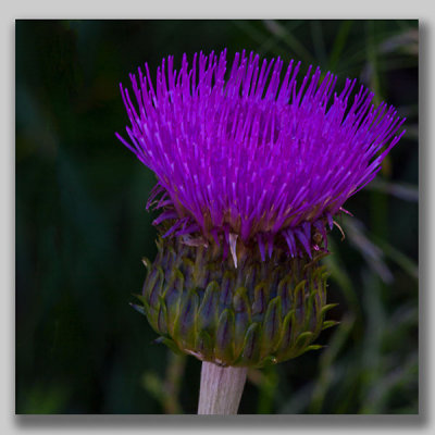 Spear Thistle; Vägtistel; Cirsium vulgare