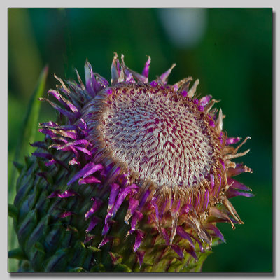 Spear Thistle; Vägtistel; Cirsium vulgare