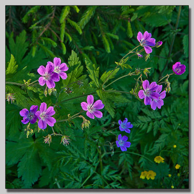Wood cranés bill; Skogsnäva; Geranium sylvaticum