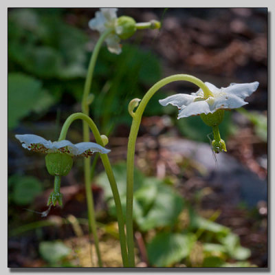 One flowered wintergreen; Ögonpyrola; Moneses uniflora