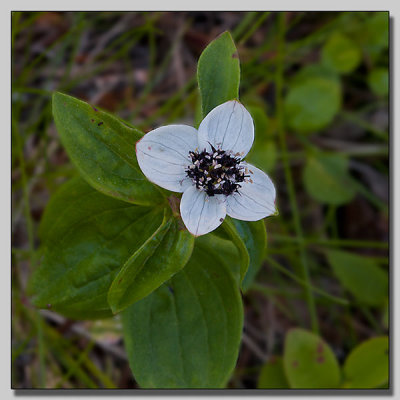 Dwarf cornel; Hönsbär; Cornus suecica