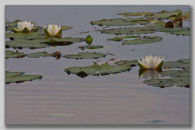 White waterlilly; Vit Nckros; Nymphaea alba