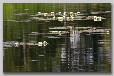 White waterlilly; Vit Nckros; Nymphaea alba