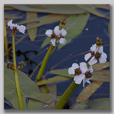 Arrowhead; Pilblad; Sagittaria sagittifolia