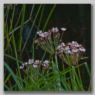 Flowering rush; Blomvass; Butomus umbellatus