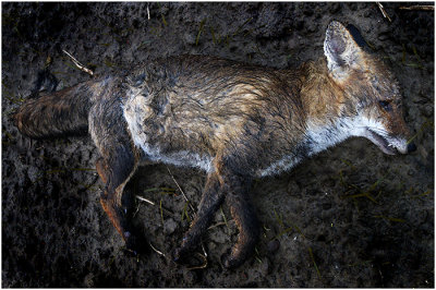 Poor dead Fox