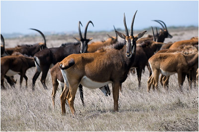 Roan Antelopes