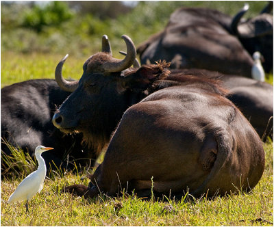 Egret and Water Buffalo