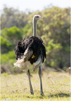 A male ostrich