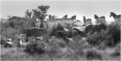 Eland and zebras