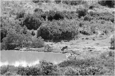 A thirsty Kudu